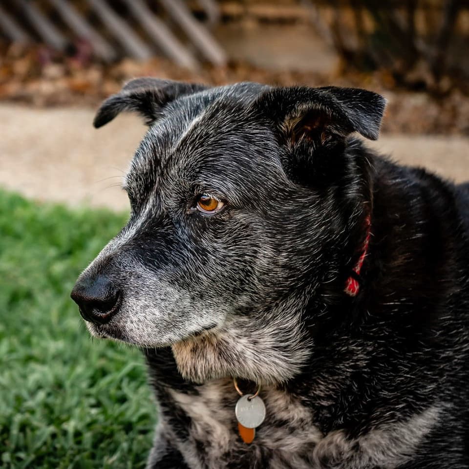 An Eulogy for “The Most-Photographed Dog Ever”*